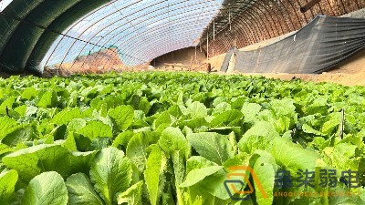 大棚蔬菜如何选择的安防监控设备？